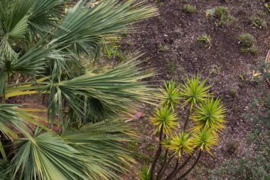 Tropikal bitkilerin parlak yeşil arka planı. Yüksek kalite fotoğraf