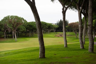 Yeşil Çimenli ve Ağaçlı Golf Sahası. Yüksek kalite fotoğraf