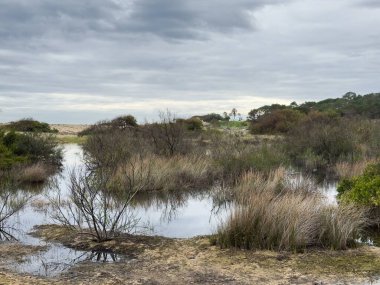 Su yüzeyinde çimen ve sazlıklarla çevrili küçük bir su birikintisi manzarası. Parçalı bulutlu bir yaz gökyüzünün altındaki tarlaları olan bir tekne arka planda kıyıya uzanıyor. Yüksek kalite fotoğraf