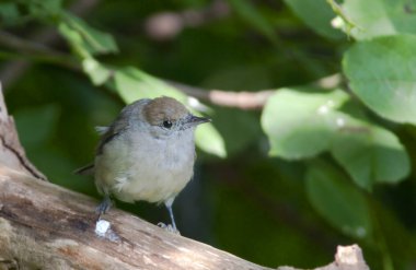 kuş ötleğen marifetli bir böcek avcısı olduğunu.