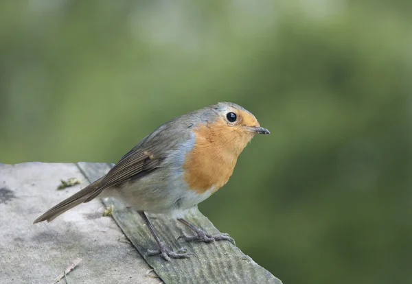 Pássaro Europeu Robin tem um peito vermelho brilhante no sol . — Fotografia de Stock