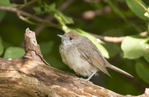 Vogelschwarmkappe ist ein geschickter Insektenfänger. — Stockfoto