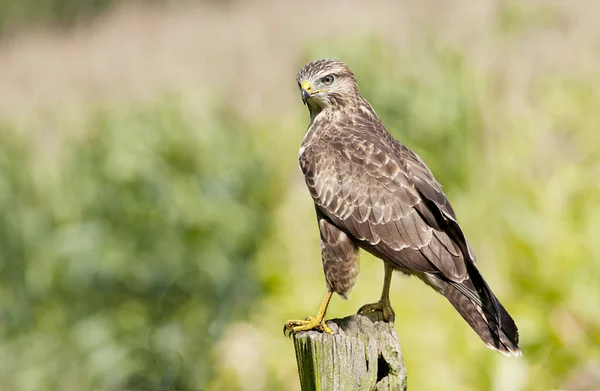 Bird Eurasian Buzzard looking around for prey. — Stock Photo, Image