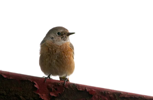 Fågel den vanliga rödstjärt liknar en Rödhake. — Stockfoto