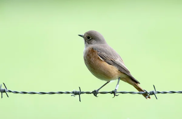 Bird The common Redstart resembles a Robin. — Stock Photo, Image