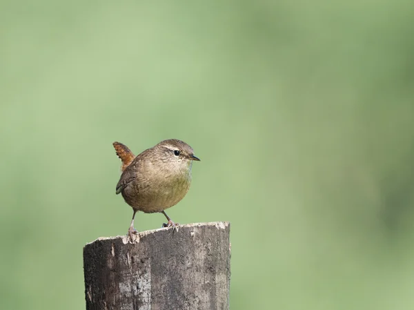 Vogel-winterkoning een kleine vogeltje met de staart recht omhoog. — Stockfoto