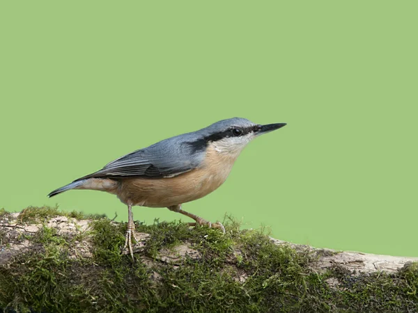 Bird Eurasian Nuthatch busca insectos en los árboles — Foto de Stock