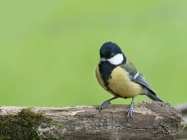 Bird Great Tit a sharp, green bird with black head and white cheeks. — Stock Photo, Image
