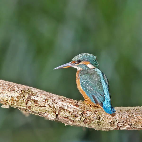 Pássaro O Kingfisher é um pássaro amante da água . — Fotografia de Stock