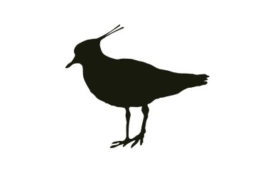 Silhouet Bird The Northern Lapwing has a black Crest and usually lives on fields! clipart