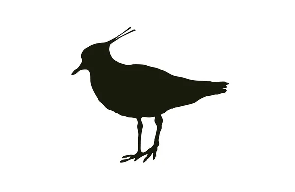 Silhouet Bird El Northern Lapwing tiene una cresta negra y generalmente vive en los campos ! — Archivo Imágenes Vectoriales