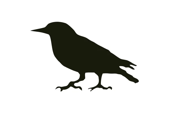 Silhouet 새 starlings는 튼튼한 다리와 중간 크기의 새에 작은. — 스톡 벡터