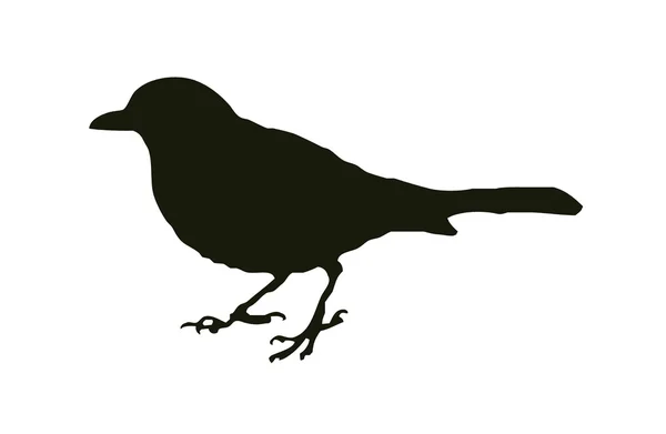 Silhouette madár blackbird a kedvenc otthon és kert madár. — Stock Vector