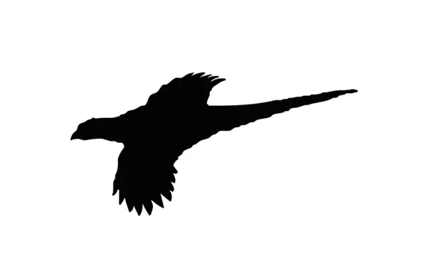 Silhouet madár közös fácán női, tyúkok melyik mi szeret vadászni. — Stock Vector