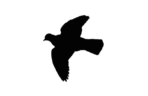 Silhouet 새 비둘기 ramier와 빛나는 목 흰 반점. — 스톡 벡터