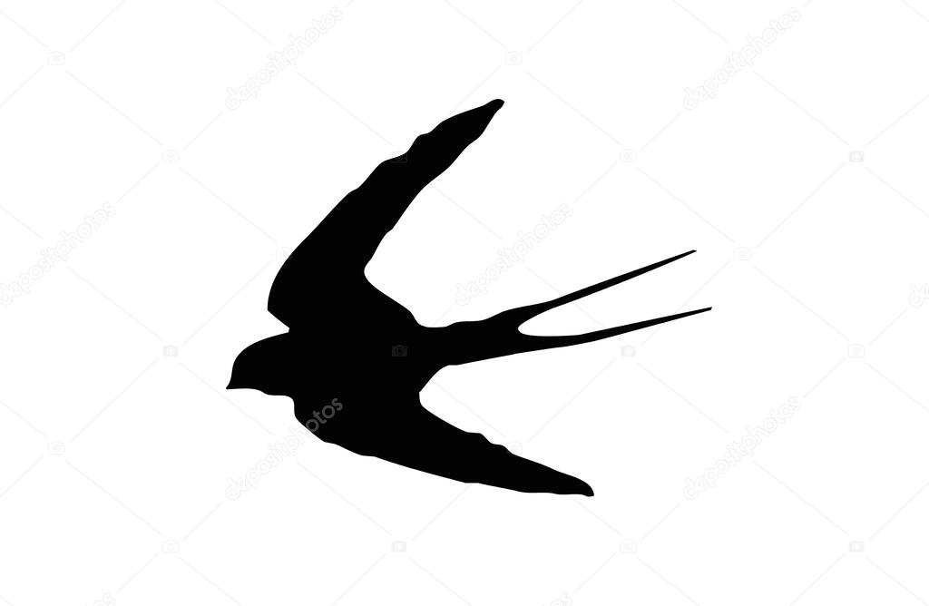Silhouet  Birds Swallows are family from the order of songbirds.