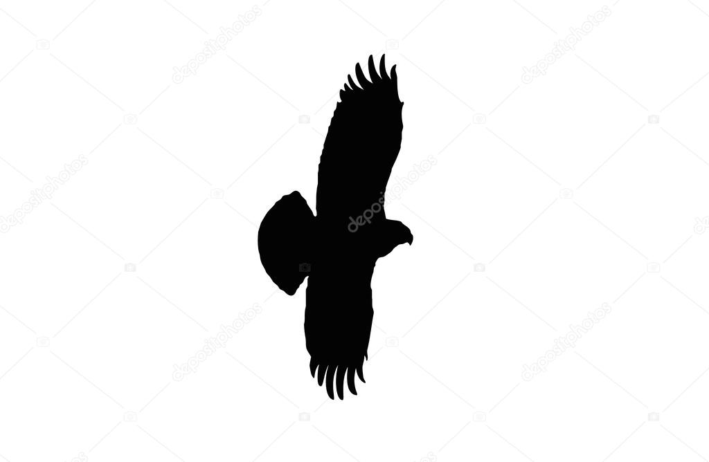 Silhouet Bird A common buzzard is not only a bird of prey but also a scavenger