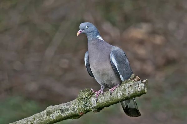 Bird Pigeon ramier with shiny neck and also white spots. — Stock Photo, Image