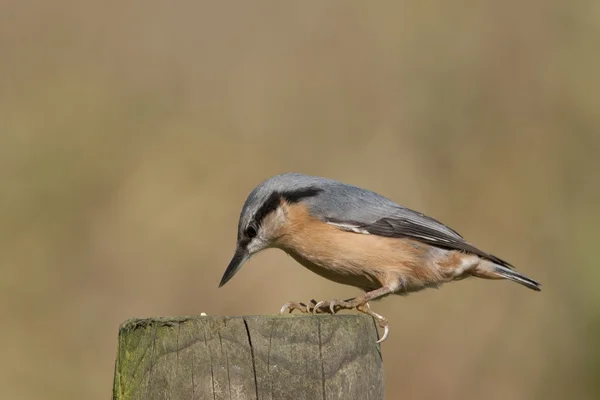 Bird Eurasian Nuthatch looking for insects in trees — Stock Photo, Image