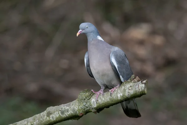 Vogel duif ramier met glanzende nek en ook witte vlekken. — Stockfoto