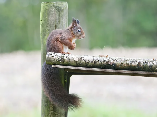 Les écureuils ressemblent à de jolis petits animaux . — Photo