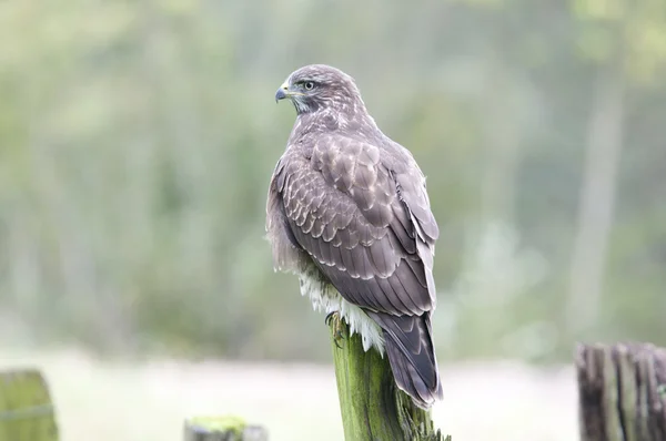 Bird A common buzzard is not only a bird of prey but also a scavenger — Stock Photo, Image