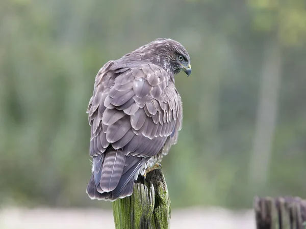 Bird A common buzzard is not only a bird of prey but also a scavenger — Stock Photo, Image