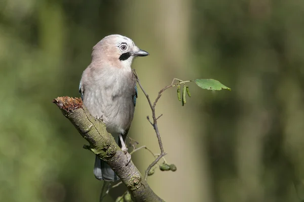 Bird Jay is a multicolored Crow-like. — Stock Photo, Image