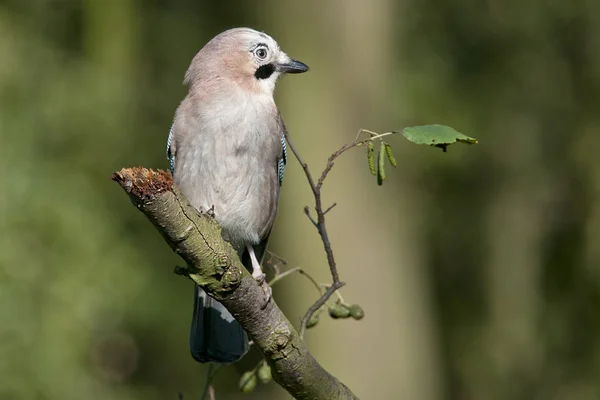 Bird Jay è un corvo multicolore . — Foto Stock