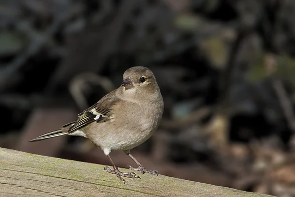 Oiseau Le Chaffinch a un beau plumage et une belle poitrine rose . — Photo