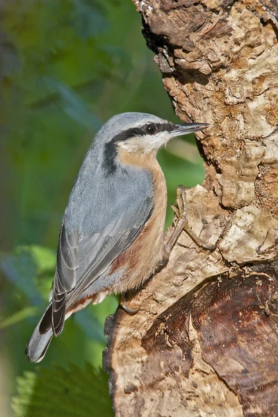 Kleiber auf der Suche nach Insekten in Bäumen — Stockfoto