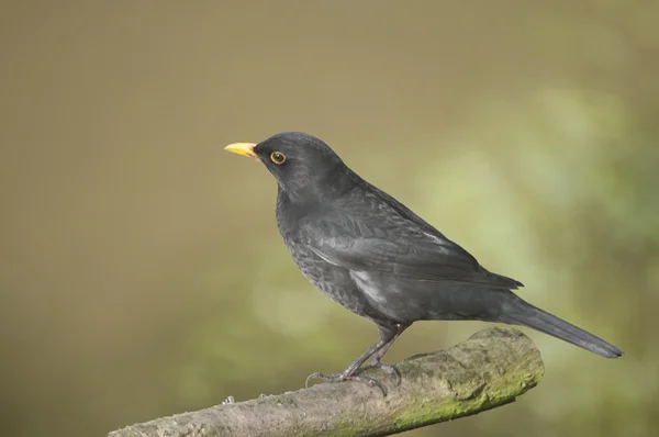 Vogel Merel de favoriete vogel voor huis en tuin. — Stockfoto