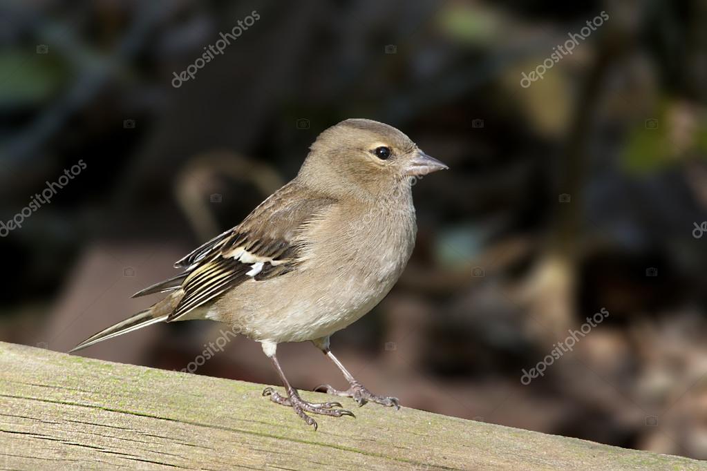 Bird The Chaffinch has a beautiful plumage and a beautiful pink breast