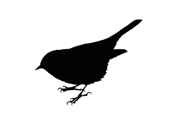 Vogel Dunnock A kleine onopvallend maar mooi vogeltje. — Stockvector