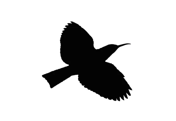 Pájaro La abubilla es fácilmente identificable por el plumaje rojo-marrón con una larga cresta negra que puede enderezar . — Archivo Imágenes Vectoriales