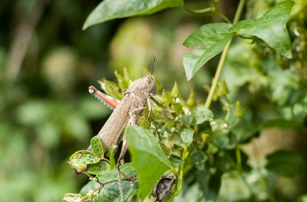 Saltamontes en primer plano —  Fotos de Stock