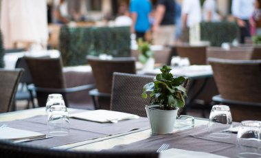 Restoran saksı bitki
