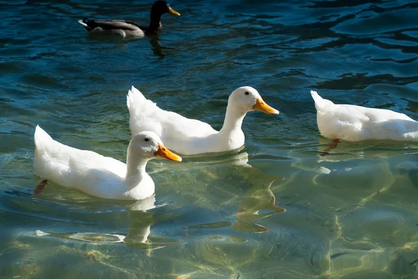 Como Gölü'nün ördekler — Stok fotoğraf