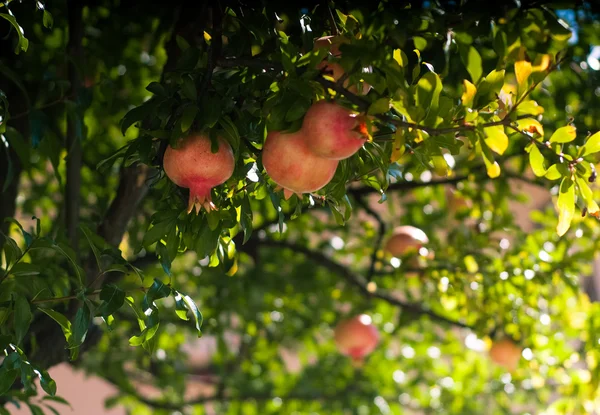 Pomegranate Tree in Italy — Stock Photo, Image