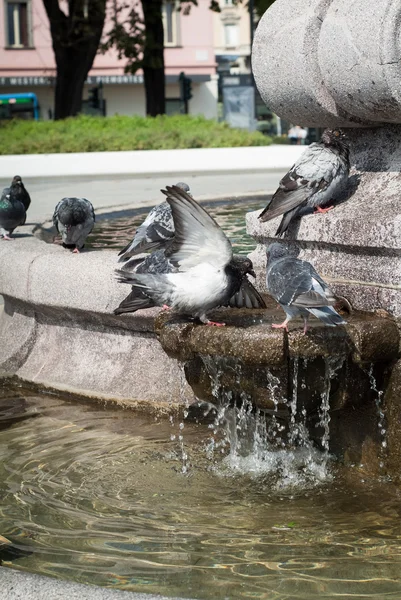 Palomas en Bérgamo — Foto de Stock