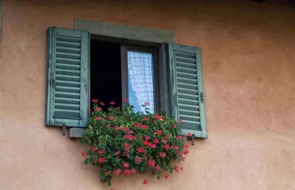 Blommor i fönstret — Stockfoto