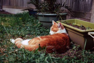 Güzel beyaz ve kızıl tekir kedi Bahçede güneşli bir günün tadını çıkarıyor