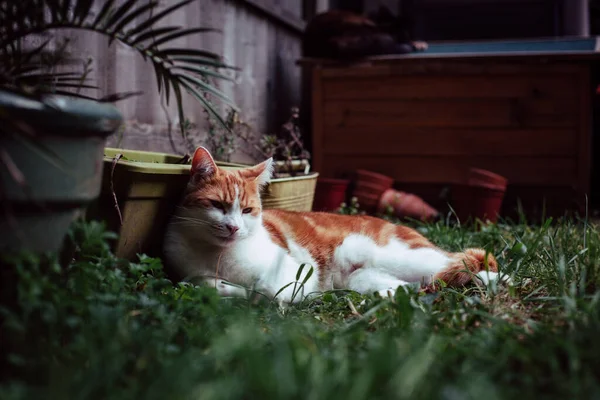 Hermoso Blanco Jengibre Tabby Gato Disfrutando Día Soleado Jardín —  Fotos de Stock