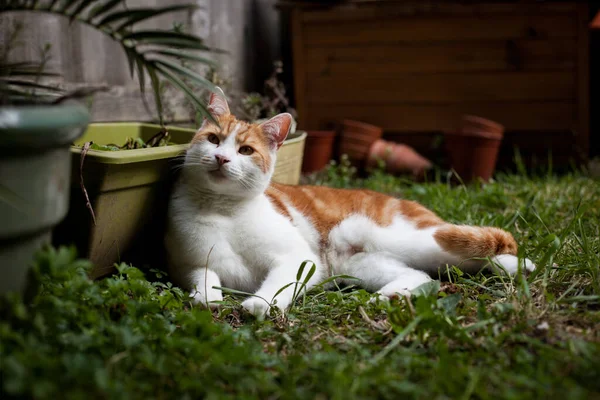 Όμορφο Λευκό Και Τζίντζερ Tabby Γάτα Απολαμβάνοντας Μια Ηλιόλουστη Μέρα — Φωτογραφία Αρχείου