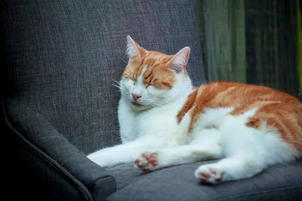 Ασπρόμαυρη Φωτογραφία Μιας Γάτας Που Κοιμάται Μια Καρέκλα Έξω — Φωτογραφία Αρχείου