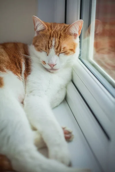 Bastante Blanco Jengibre Gato Durmiendo Tranquilamente Alféizar Ventana —  Fotos de Stock