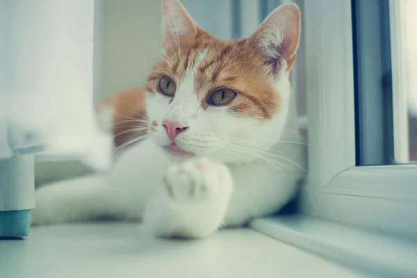 Hübsche Weiße Ingwerkatze Schläft Friedlich Auf Der Fensterbank — Stockfoto