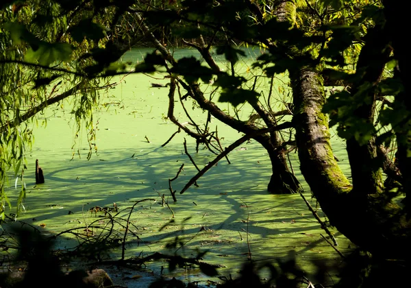 Schattiger Teich — Stockfoto