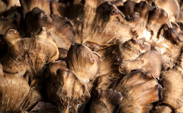 Mushrooms — Stock Photo, Image