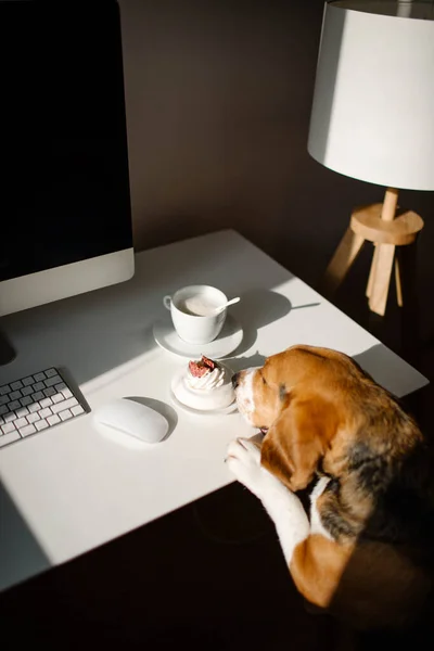 Av köpeği masadaki tatlı tatlıyı faiziyle inceliyor..